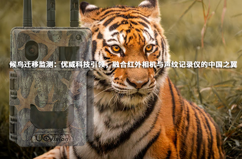 候鳥(niǎo)遷移監(jiān)測(cè)：優(yōu)威科技引領(lǐng)，融合紅外相機(jī)與聲紋記錄儀的中國(guó)之翼